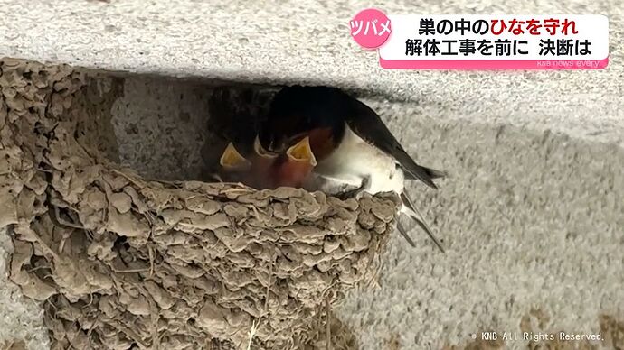ツバメ 砺波で解体予定の家屋で発見 工事中断